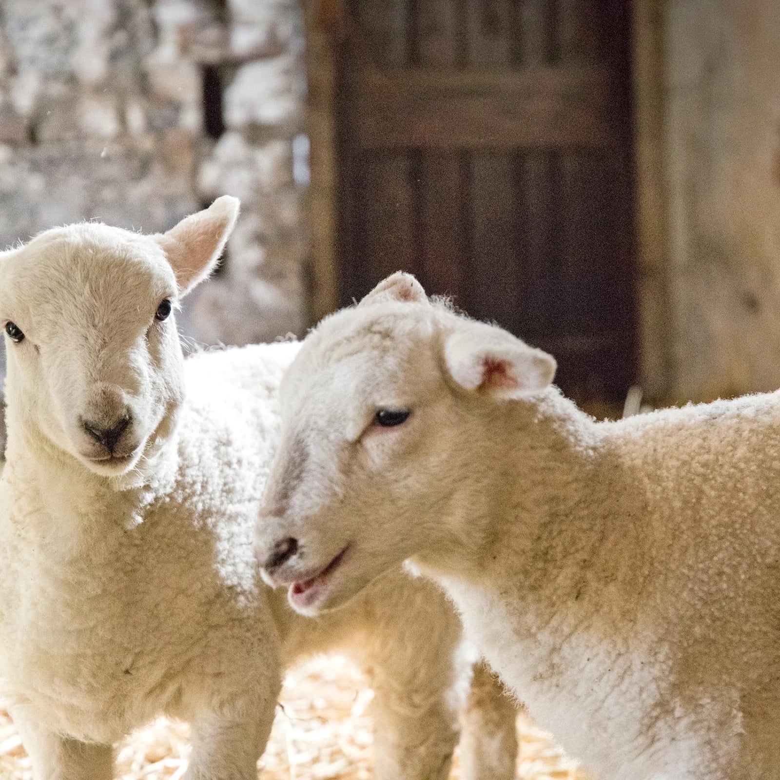 Spring lambs at Lane Head Farm