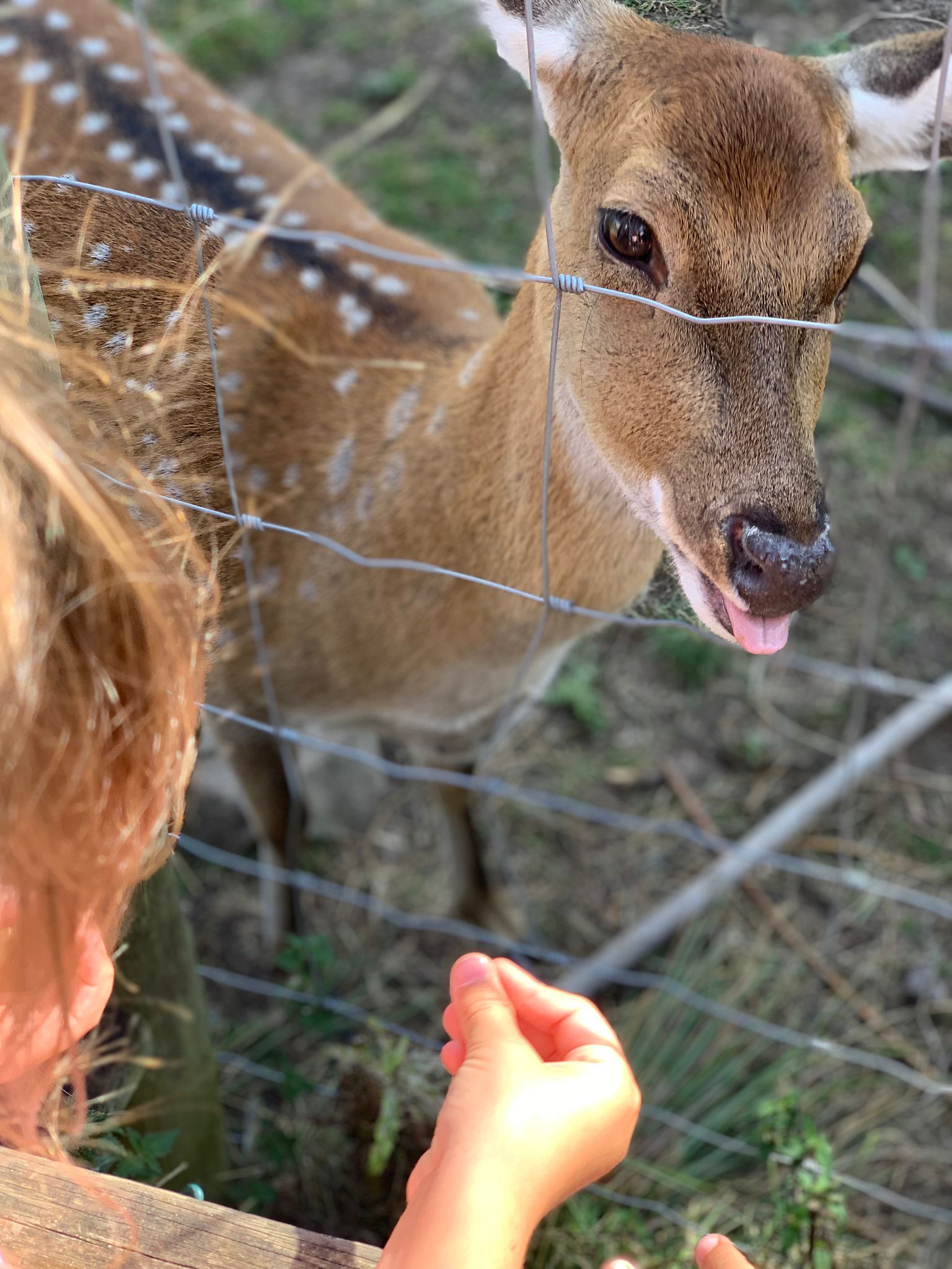 A deer with its tongue out, nose to nose with Alice through the fence