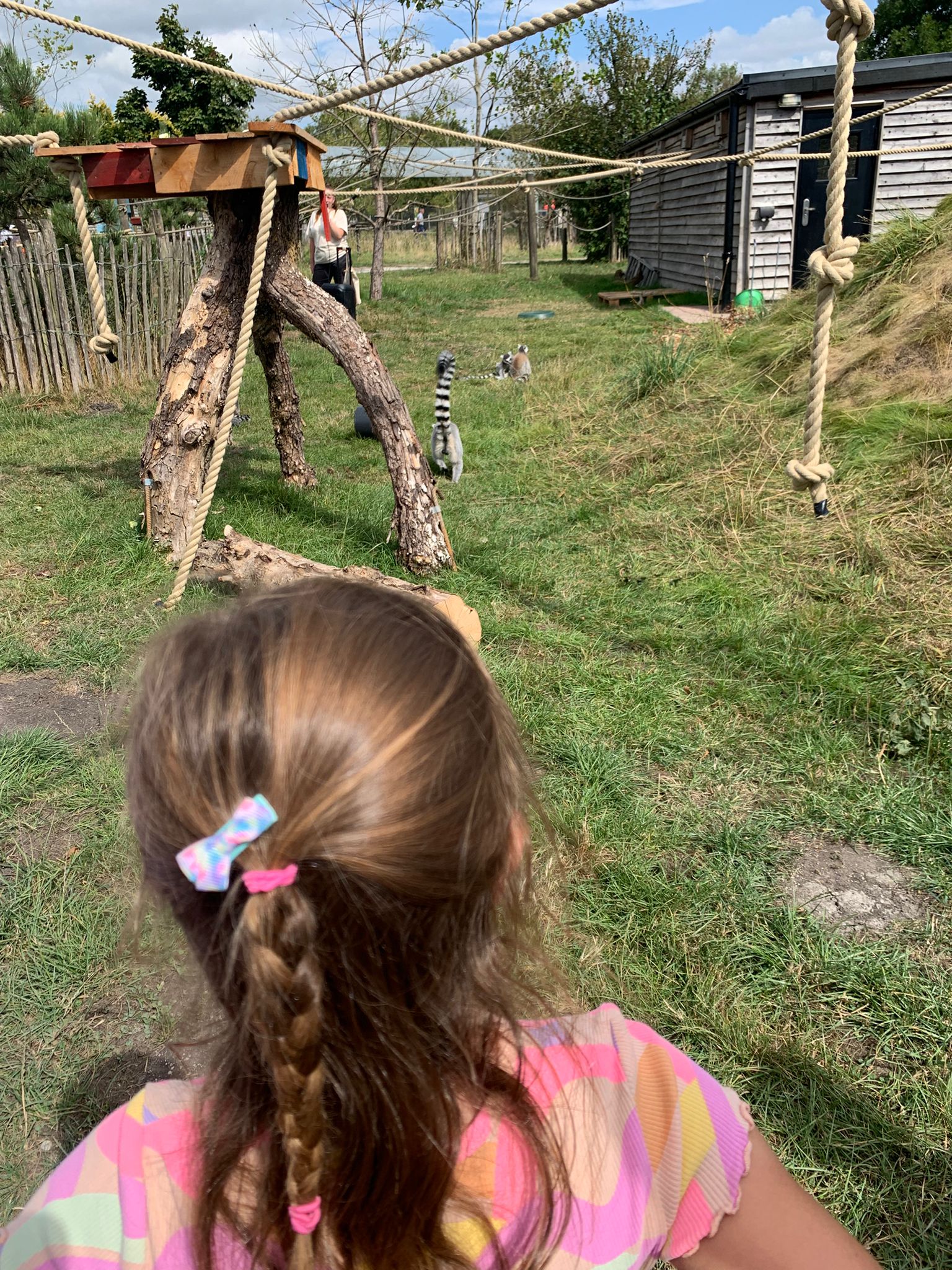 Alice watching ring-tailed lemurs across the grass at Peak Wildlife Park