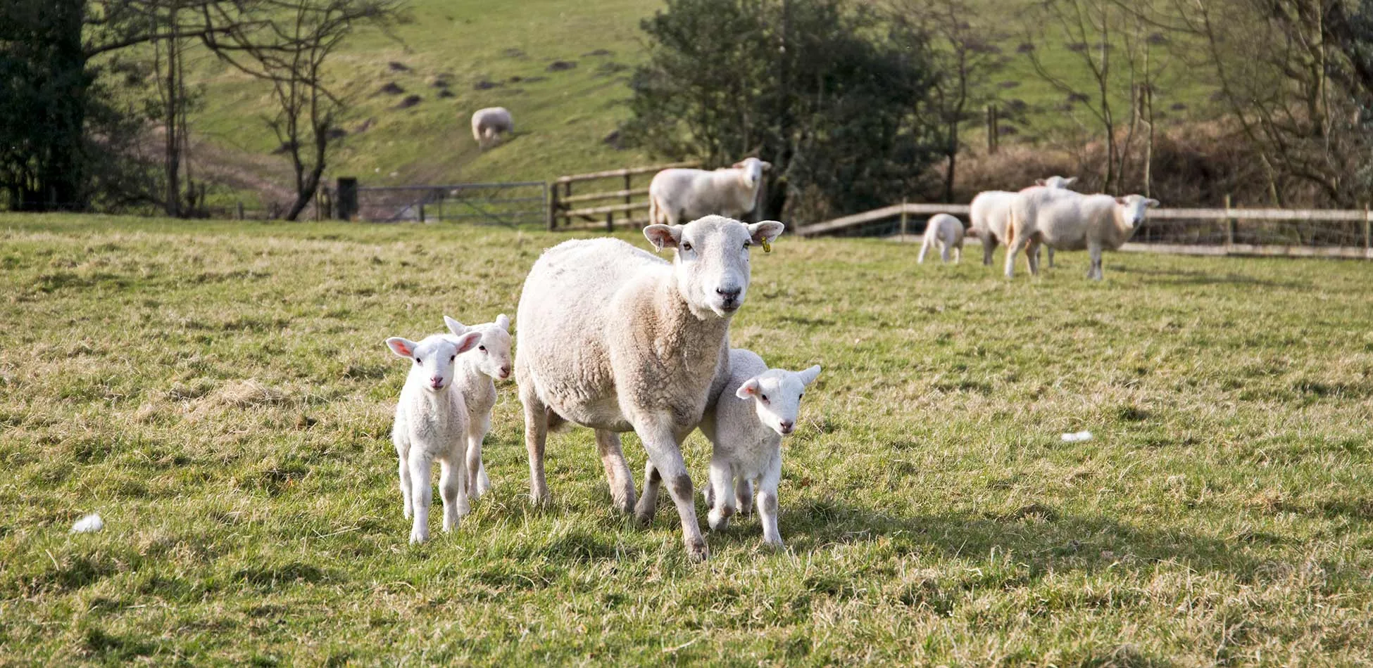 Spring lambs in the field at Lane Head