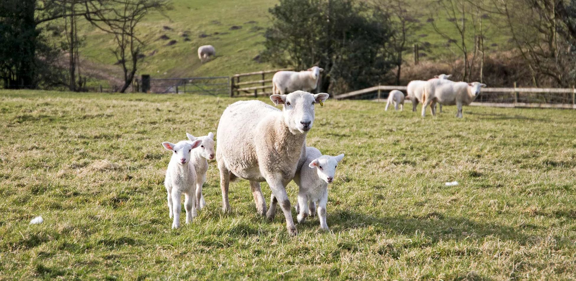 Spring lambs in the field at Lane Head