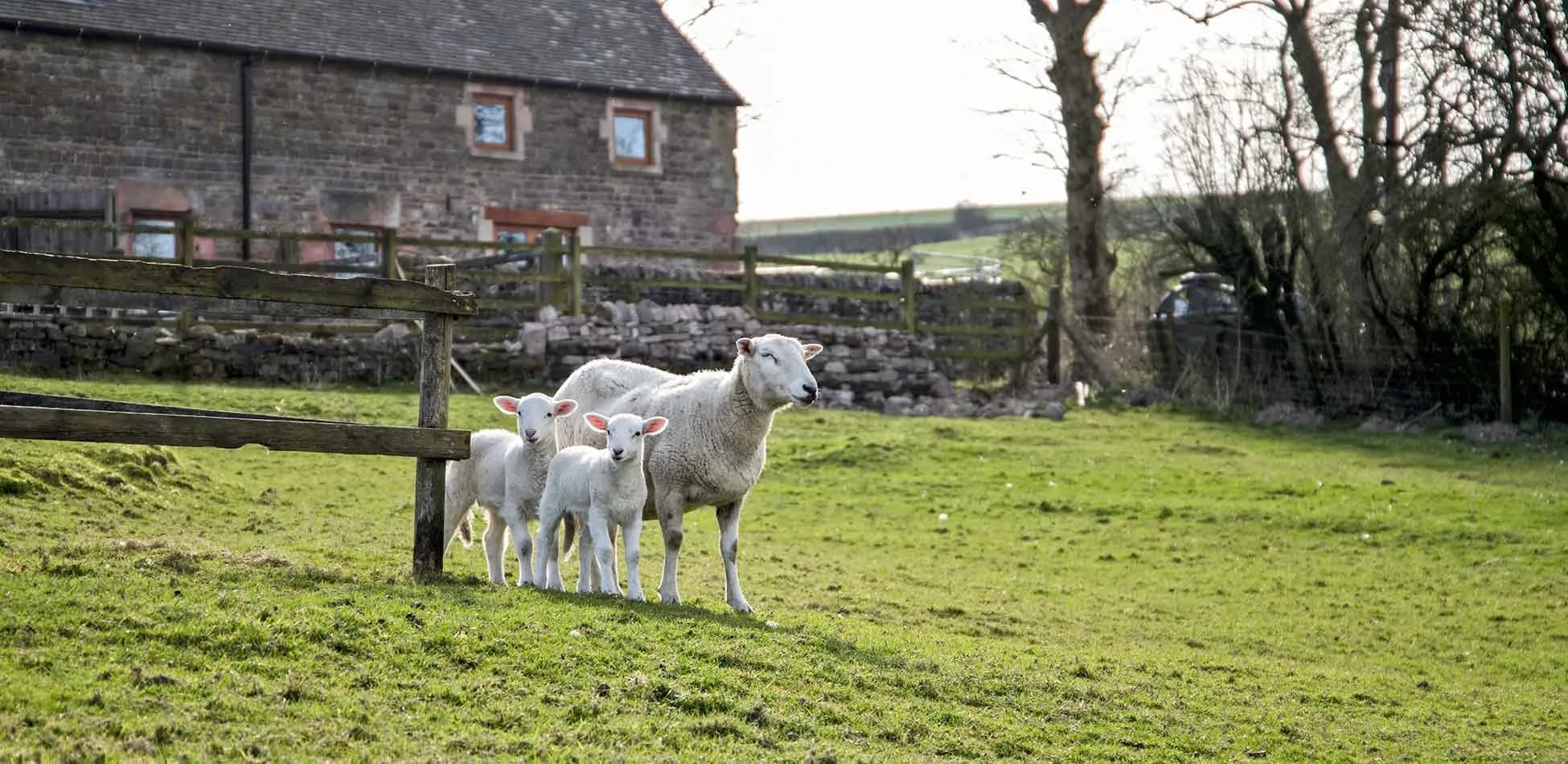 Ewe and lambs by a gate, with the barns beyond